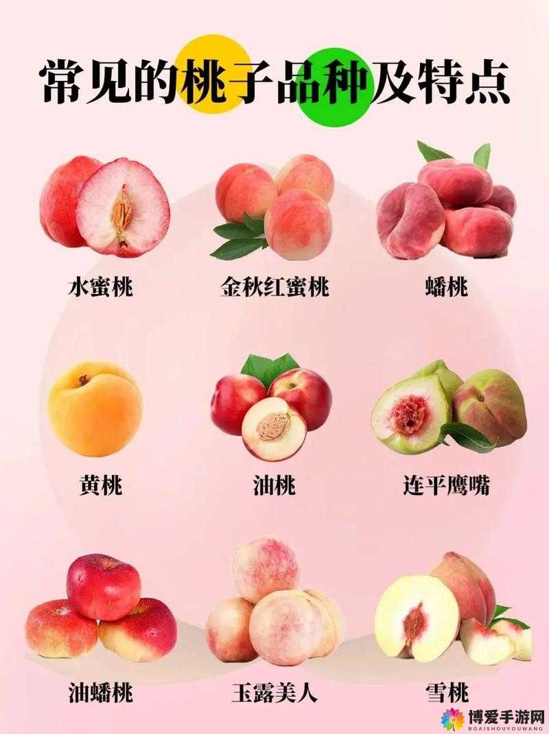 北京 18 号桃:果型优美口感甜脆的优质桃品种特点解析