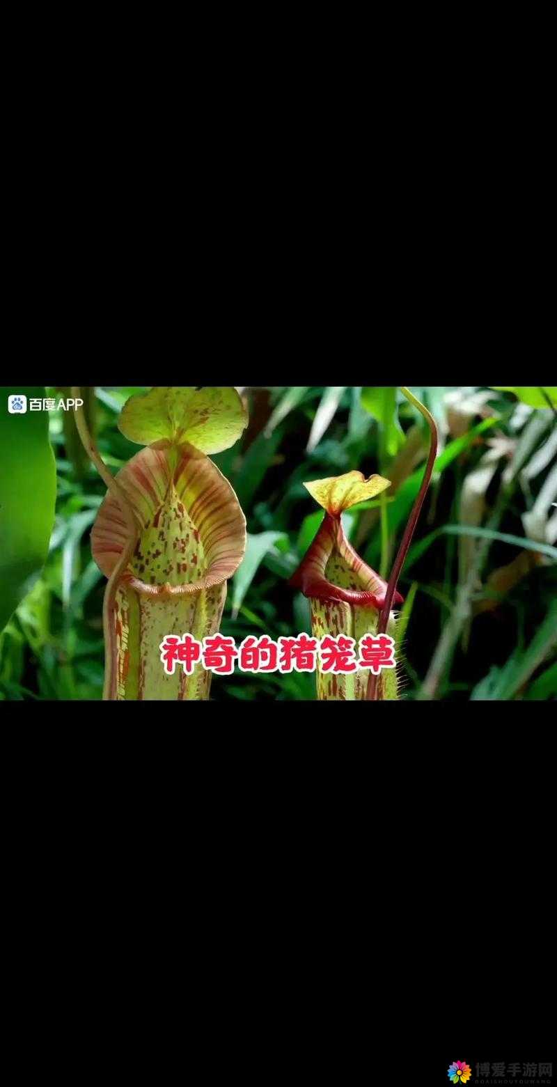 gw4411 三叶草：探索其神秘特性与独特价值之旅